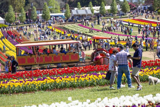 Tesselaar Tulip Festival