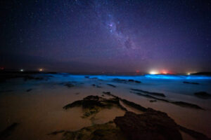 Bioluminescence in Tasmania