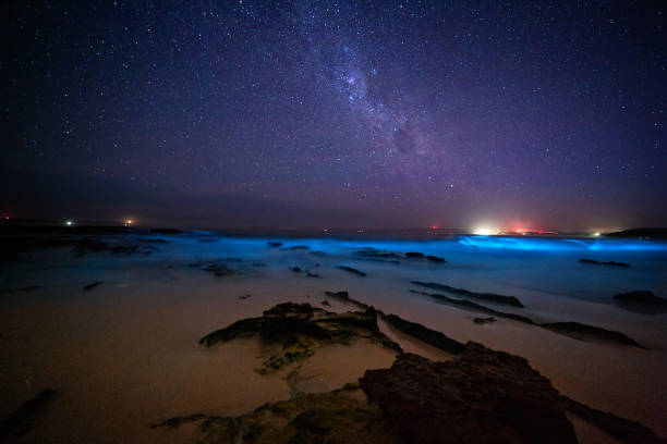 Where and When can you see Bioluminescence in Tasmania?