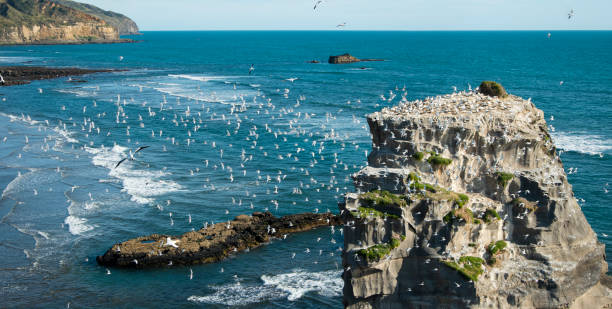 Best Things to Do in Muriwai Beach – New Zealand’s Bird Island