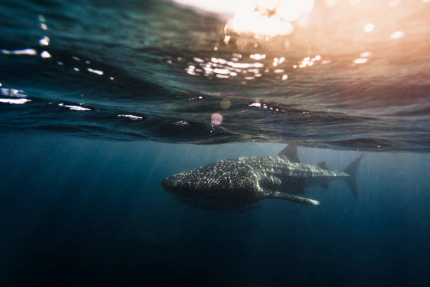 Best Things to Do at Ningaloo Reef