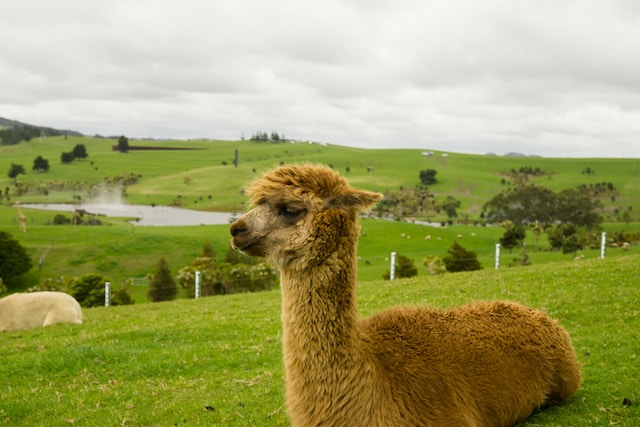 Best Alpaca Farms Near Sydney