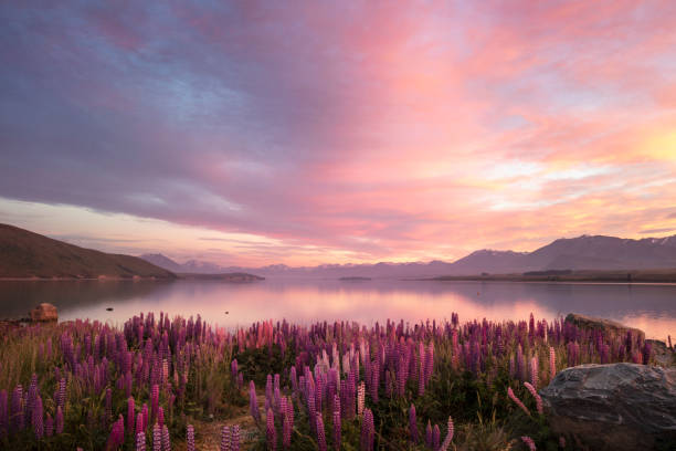 Guide to Seeing Lupins in Spring in New Zealand (Nov to Jan)