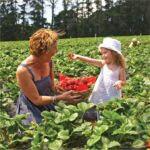 Rocky Creek Strawberry Farm