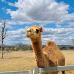 Summer Land Camel – Camel Farm and Ride