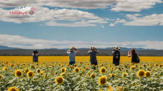 Australia Sunflower Farms