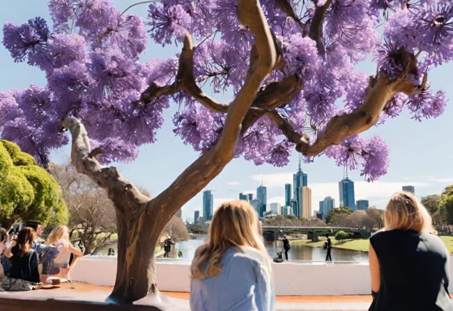 Best places to see Jacaranda in Melbourne