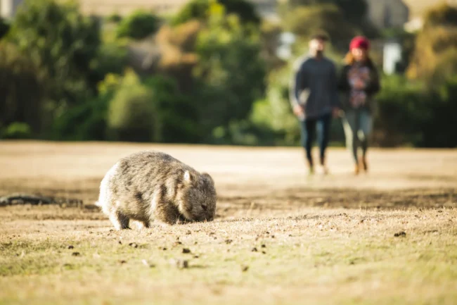 Is it worth visiting Maria Island? What are the best things to do