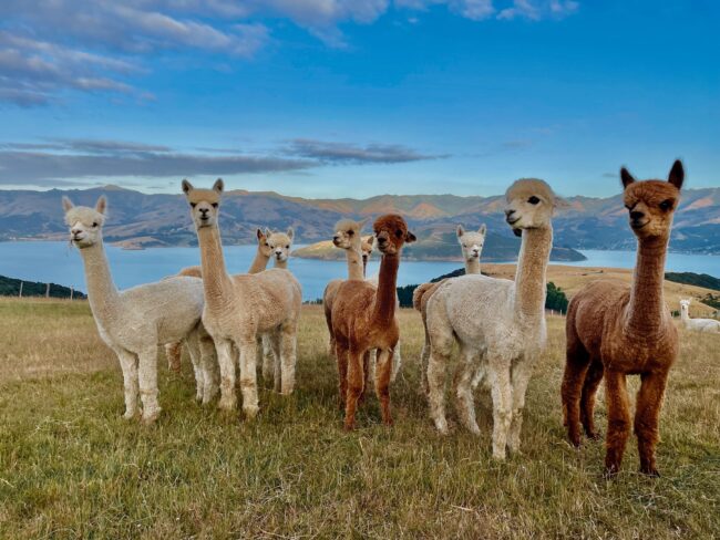 Shamarra Alpacas Farm – New Zealand’s Most Beautiful Alpaca Farm