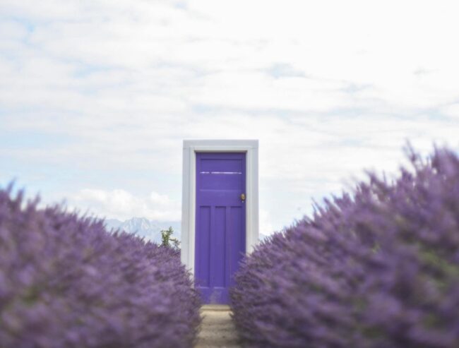 Most Beautiful Lavender Farms in New Zealand You Should Visit