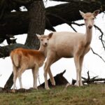 Taralga Wildlife Park