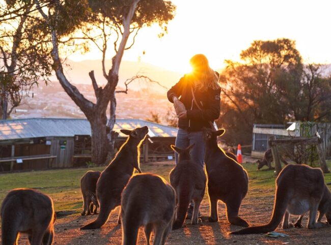 Bonorong Wildlife Sanctuary – Wildlife Sanctuary in Tasmania