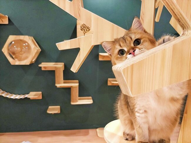 Best Cat Cafes in Brisbane