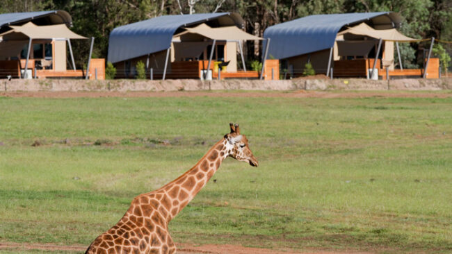 Dubbo Zoo Zoofari Lodge Reviews – What is the experience like