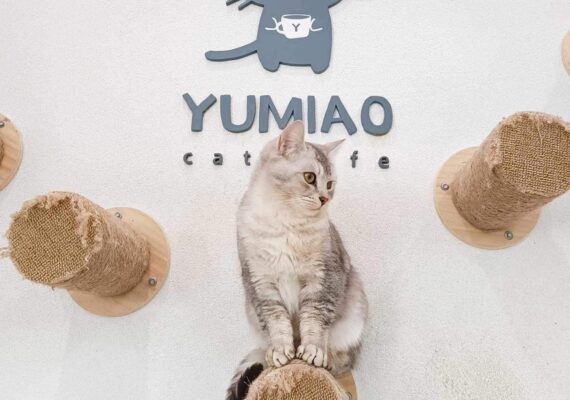 Best Cat Cafes in Sydney