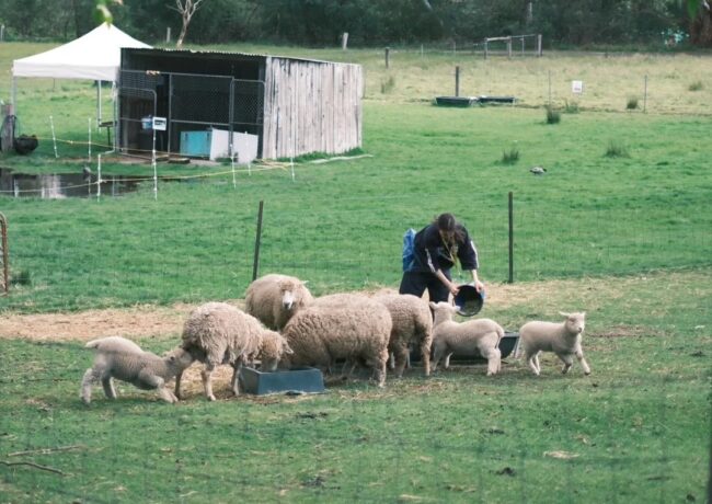 Edendale Community Environment Farm - A Free Animal Farm in Melbourne