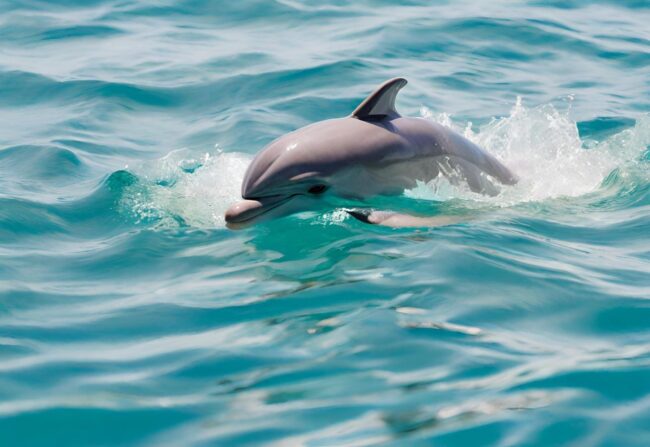 Dolphin Feeding Tin Can Bay – Dolphin Feeding Experience Near Brisbane