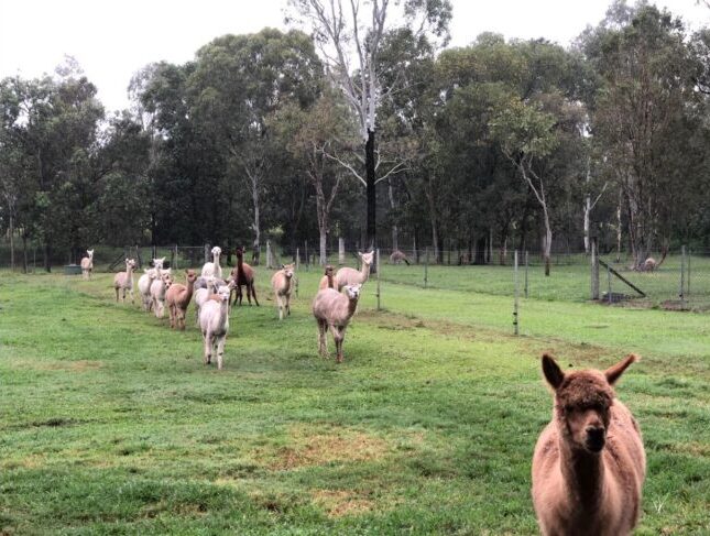 Jarravale Alpacas & Miniature Animal Farm