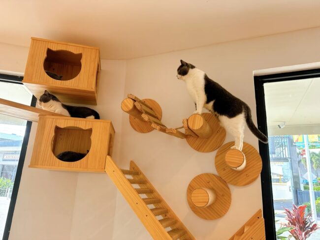 Newest Cat Cafe on the Gold Coast – Cat Coffee – SuperMarCat