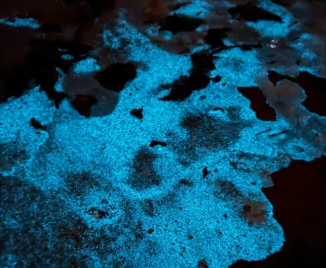 7 Best Places to See Bioluminescence in Australia