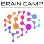 Brain Camp