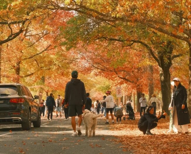 Secret places to see autumn leaves in Mount Macedon