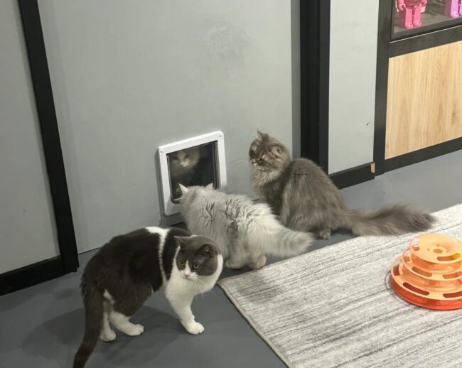 New Cat Café in Boxhill – Lazy Cat