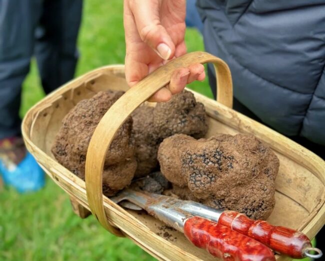 Truffle Hunting at Red Hill