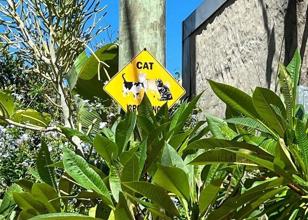 Cat Crossing Sign Cat Alley Surry Hills