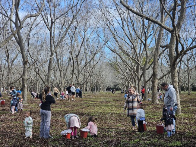 Pecan Picking Around Sydney