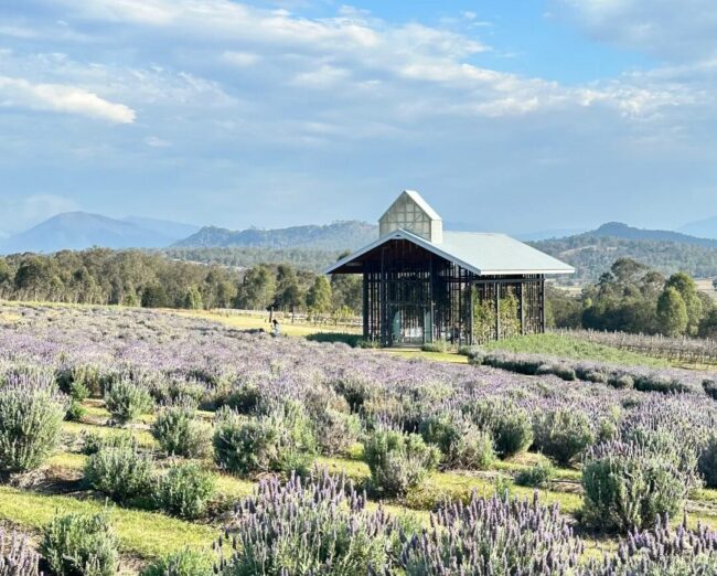 Best Lavender Winery Around Brisbane