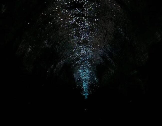 Helensburgh Glowworm Tunnel – Everything You Need to Know Before You Go