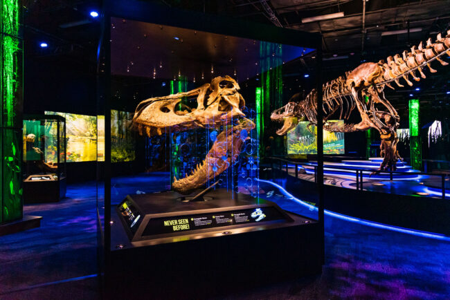 Melbourne Museum’s Latest Dinosaur Exhibition – Victoria the T. rex