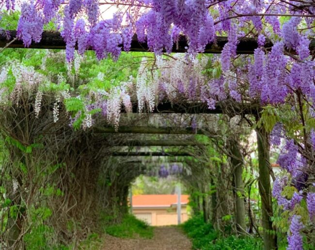 Best Spots to See Wisteria in Sydney