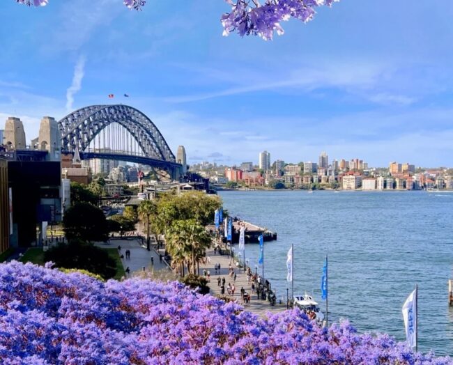 Best places to see jacaranda in Sydney