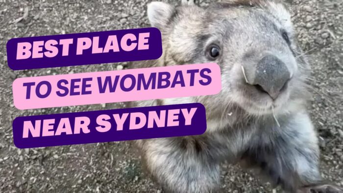 Best place to see wombats near Sydney