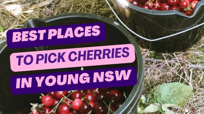 When and where to pick cherries in Young?