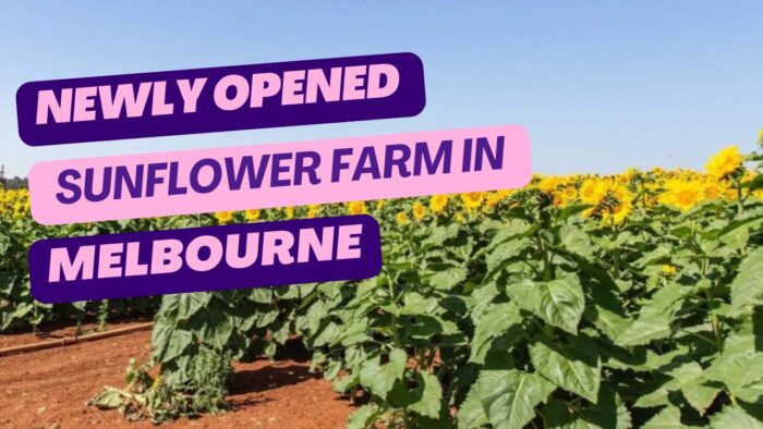 Newly Opened Sunflower Farm in Melbourne