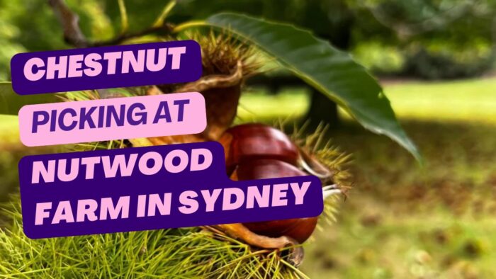 Weekend Chestnut Picking at Nutwood Farm in Sydney