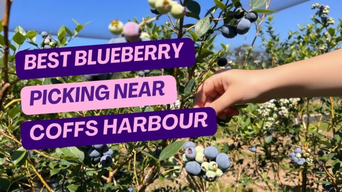 Best Blueberry Picking near Coffs Harbour