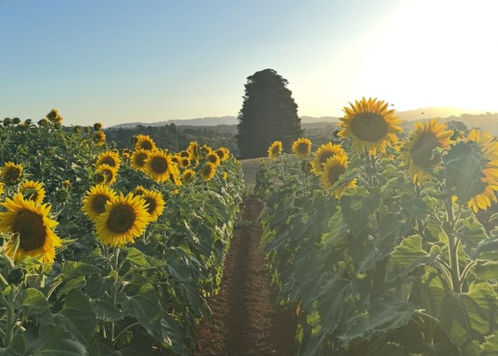 Melbourne newly opened sunflower farm – Girasole Yarra Valley