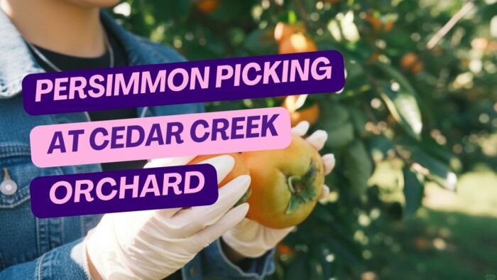 Persimmon Picking at Cedar Creek Orchard: What You Need to Know
