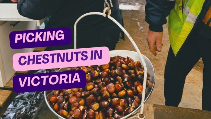 Picking Chestnuts in Victoria