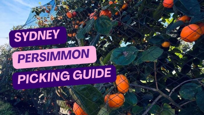 Sydney Persimmon Picking Guide