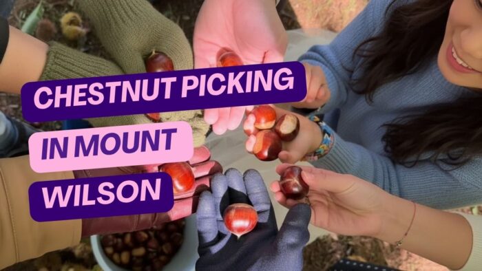 Chestnut Picking in Mount Wilson - A Complete Family Harvest Guide