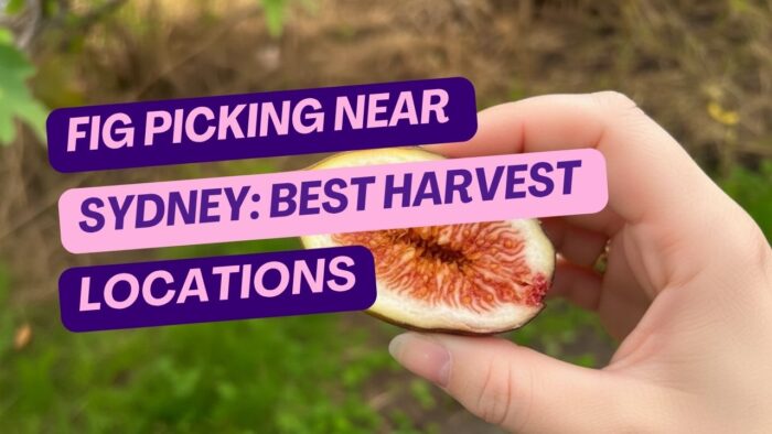 Fig Picking Near Sydney: Best Harvest Times and Locations