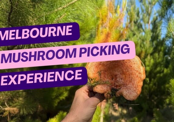 Melbourne Mushroom Picking at Macedon Plantation