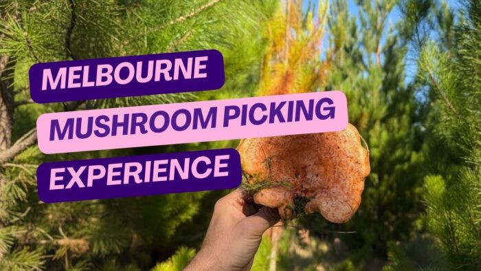 Melbourne Mushroom Picking at Macedon Plantation