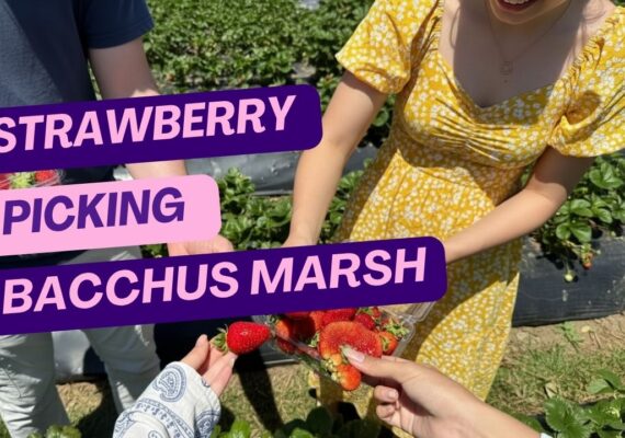 Strawberry Picking Bacchus Marsh - Farm Picking Experience