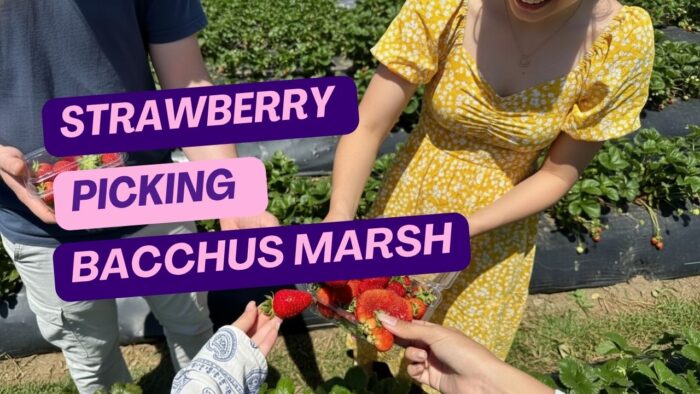 Strawberry Picking Bacchus Marsh – Farm Picking Experience